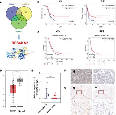 ncRNAs mediated RPS6KA2 inhibits ovarian cancer proliferation via p38/MAPK signaling pathway